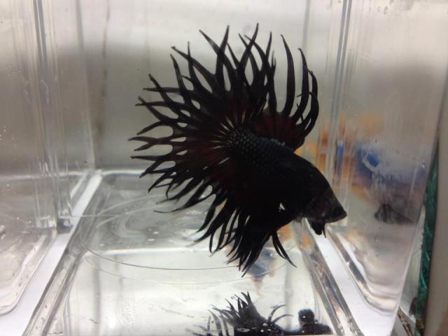 Forma Crowntail